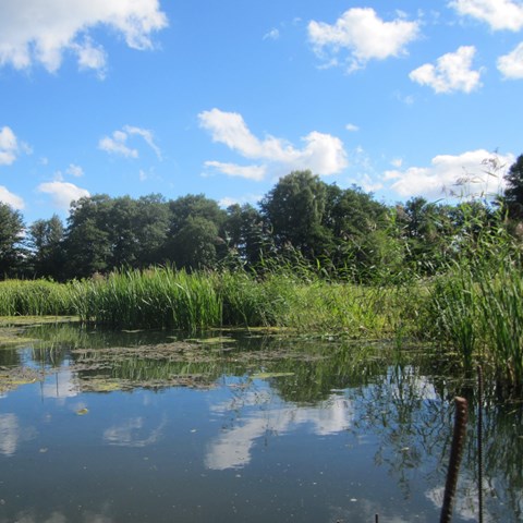 A wetland. Photo.