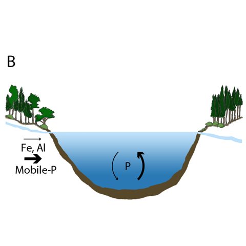 Cross section of a lake. Arrows showing input of iron, aluminium and mobile phosphorus from land and arrows showing circulation of phosphorous in the lake. Illustration.