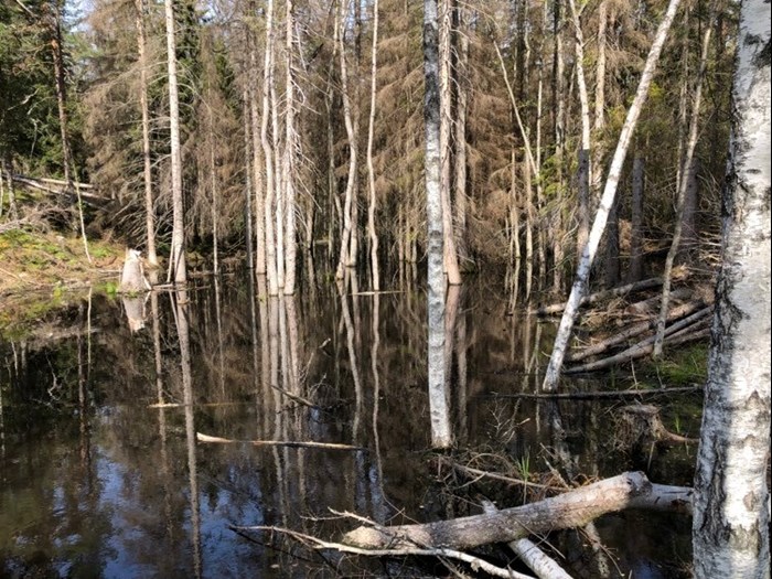 Våtmark. Foto.