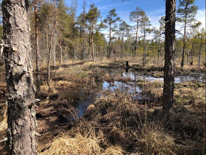 Wetland. Photo.