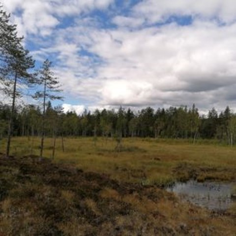 Våtmark som är delvis skogbeklädd. Foto.