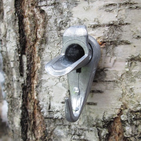 Silver birch with maple tap. Photo.