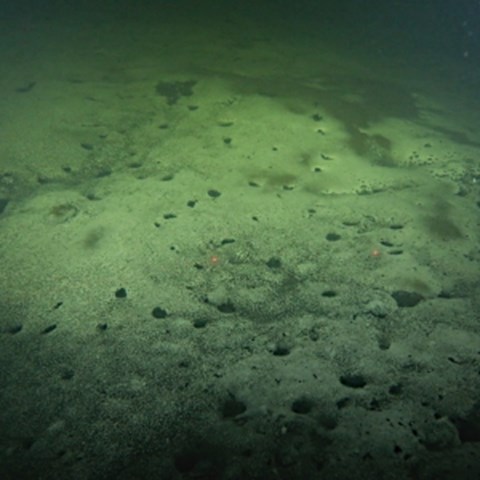Sediment på havsbotten. Foto.