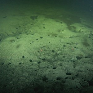 Sediment on the ocean floor. Photo.