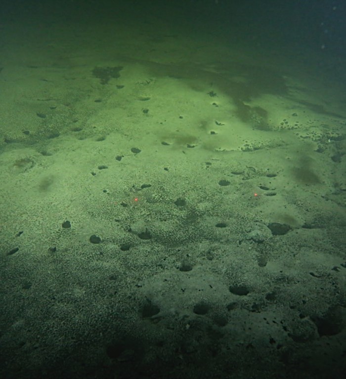 Sediment på havsbotten. Foto.