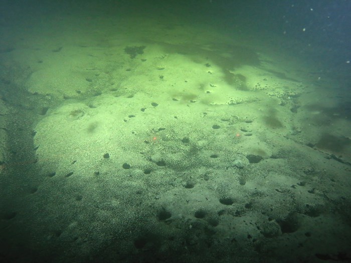 Sediment på havsbotten, foto.