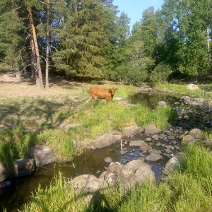 Cow at the shore of a stream and forest in the background. Photo.