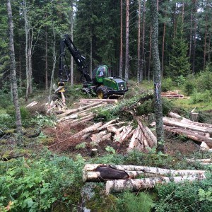 Skördare och fällda träd i skogen. Foto.