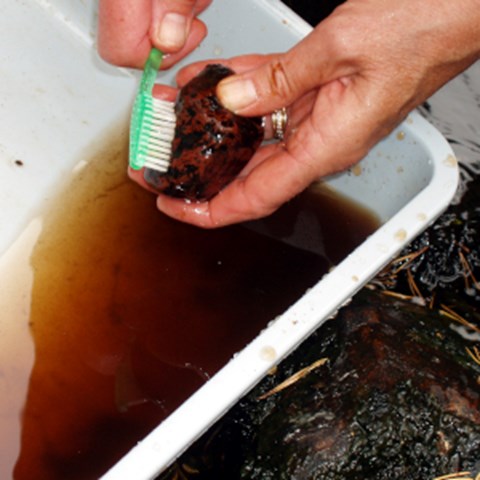 Händer som borstar av en sten med en tandborste över en plastbalja. Foto.