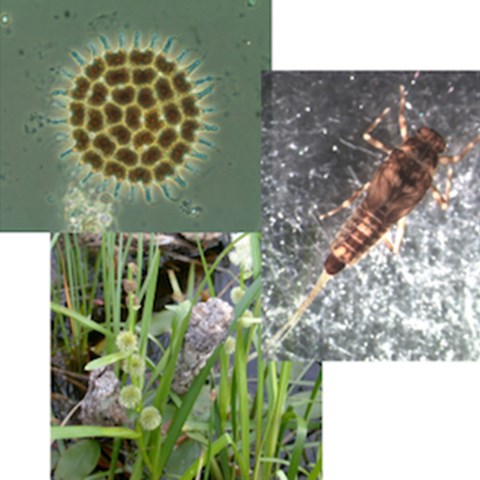 Bildkollage med flera olika akvatiska organismer. Foto.