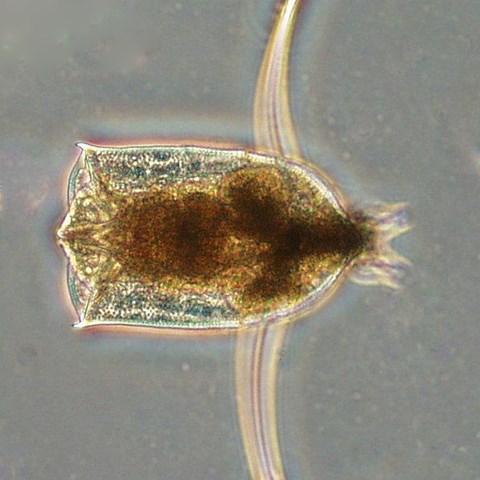Mikroskopbild på en ett djurplankton. Foto.