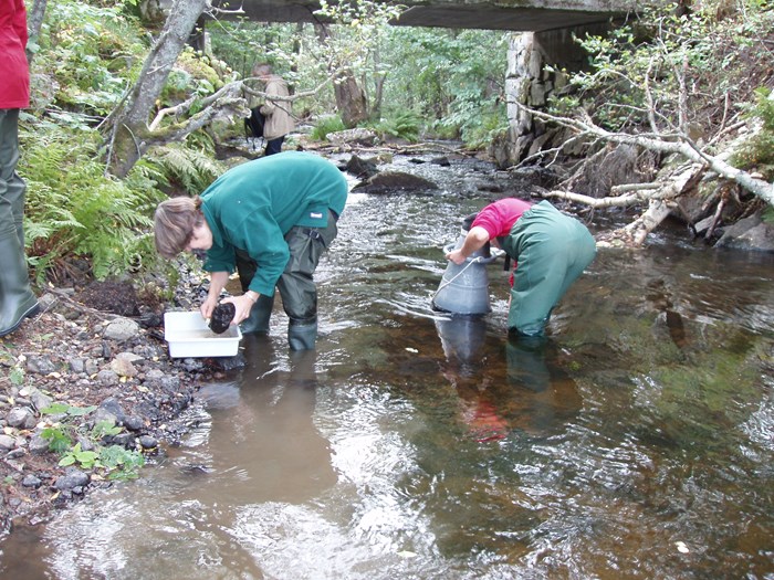 Provtagning av alger i ett vattendrag. Foto.
