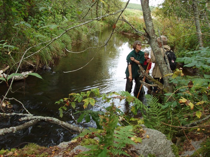 Provtagning av alger i ett vattendrag. Foto.