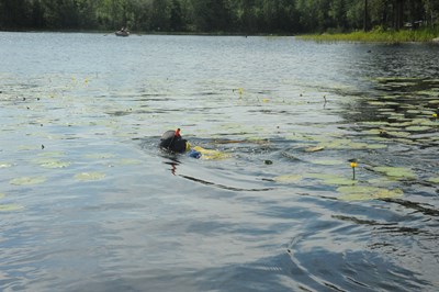 Dykare i vattenytan bland gula näckrosor. Roddbåt i bakgrunden. Foto.