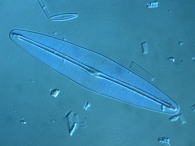 Kiselalgen Frustulia erifuga. Mikroskopbild.