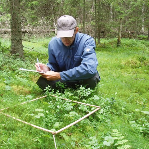 Person som inventerar växter i en ruta i skogen. Foto.