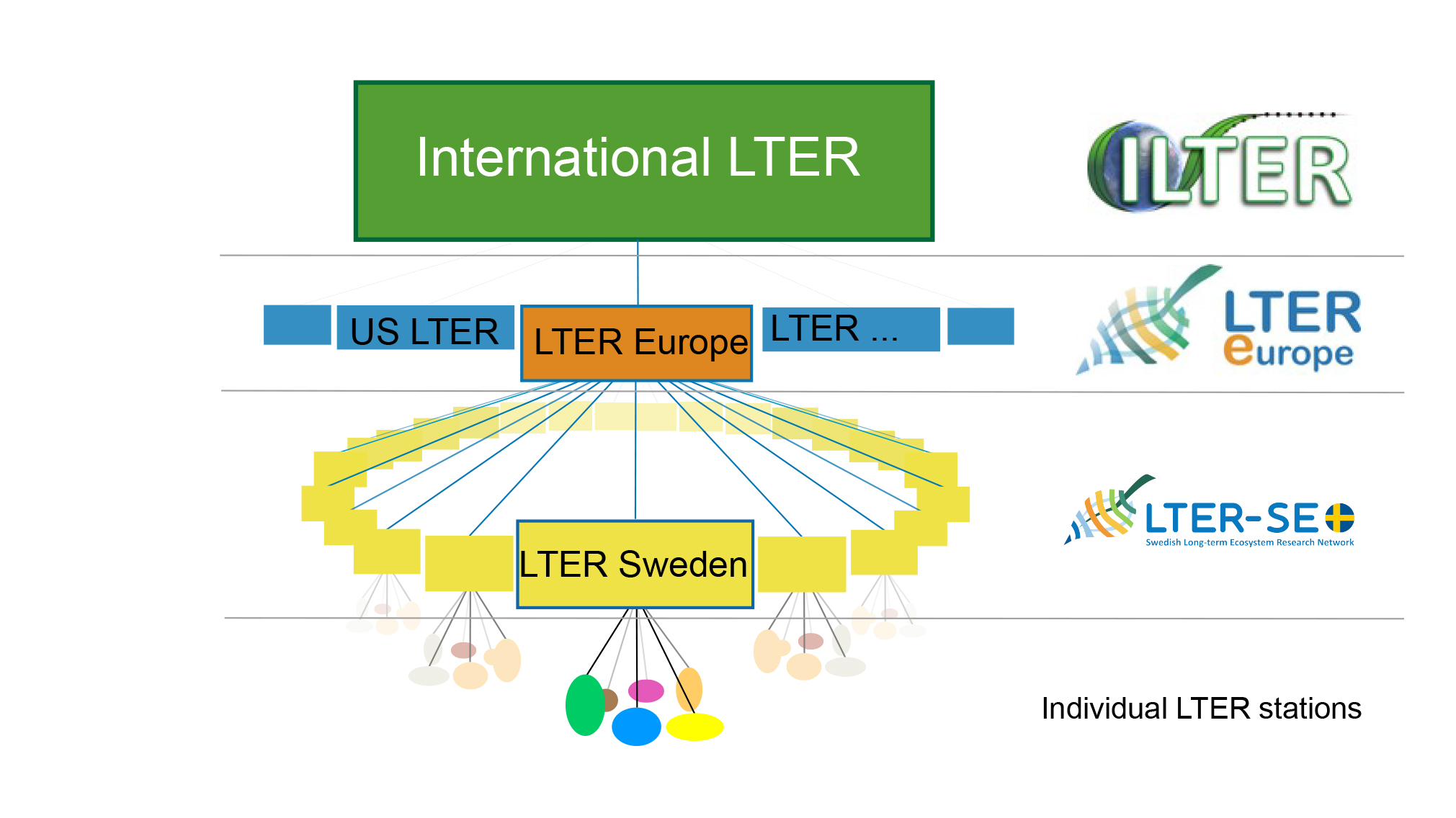 schematisk illustration av organisationen.