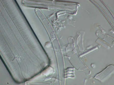 Flera kiselalger. Mikroskopbild.