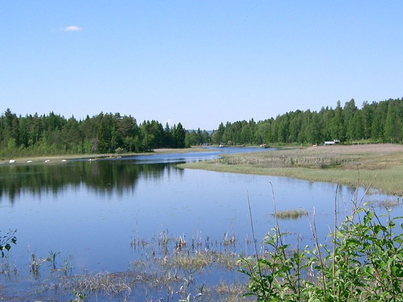 Bredare vattendrag med skog i bakgrunden och lite våtmark vid stranden. Foto.