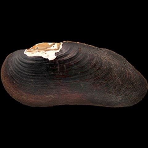 Flodpärlmussla. Foto.