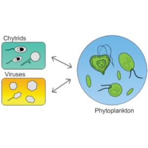 Phytoplankton with arrows to and from chytrids and viruses, Illustration.