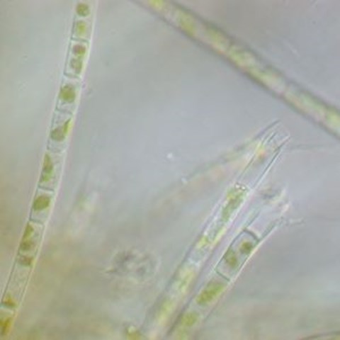 Trådformiga alger. Foto.