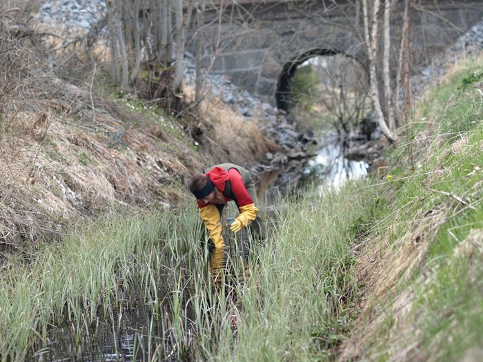 Person in waders taking a sediment sample in a stream. Photo.