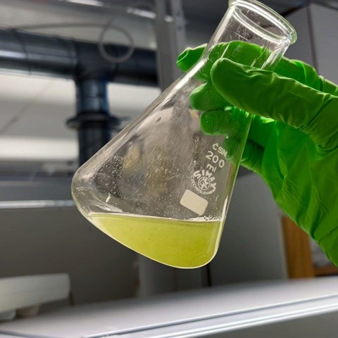 flask with algal bloom sample.