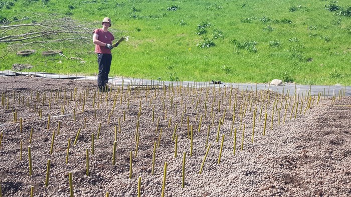 Man planting in landscape. Photo.