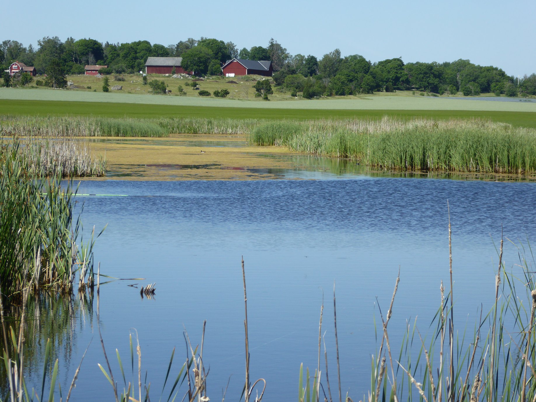 Ett svenskt sommarlandskap med en vacker våtmark får illustrera våtmarkers estetiska värden och rekreationsvärde. Foto av: Mike Peackock.
