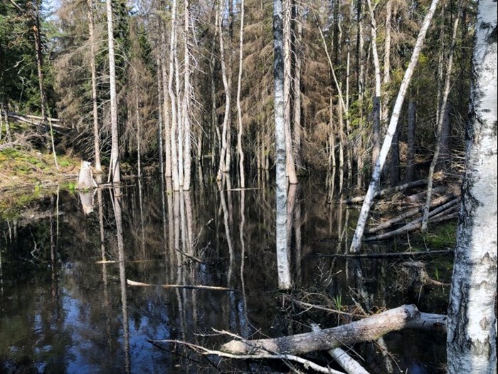 skoglig våtmark med högt vattenstånd. Foto.