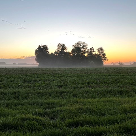 Åker i soluppgång med trädgrupp i bakgrunden. Foto.