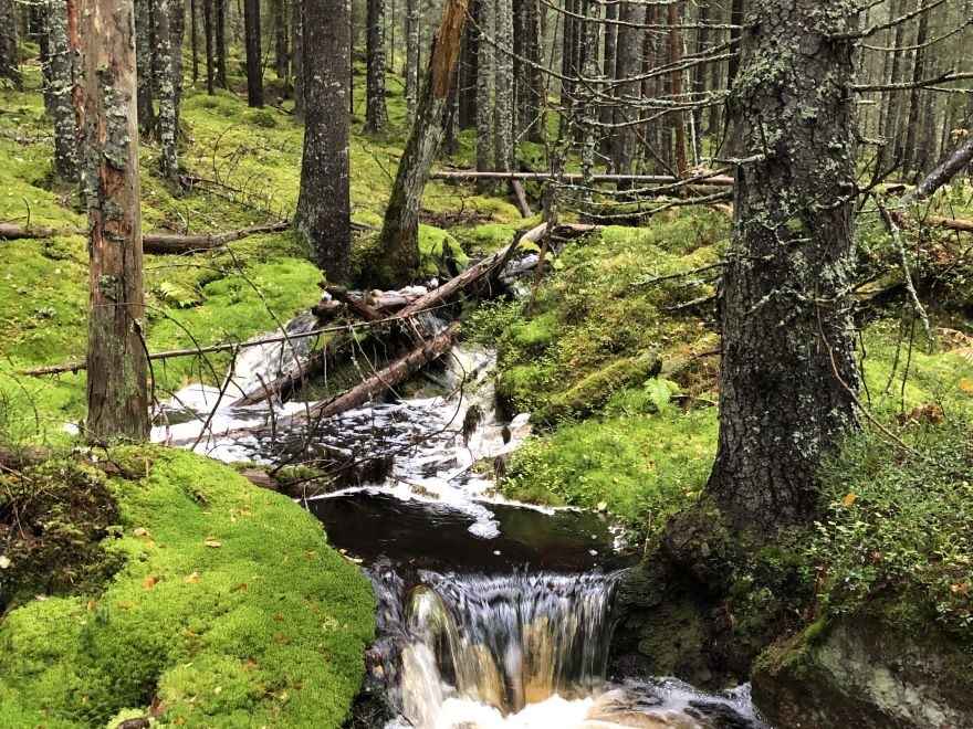 Bäck i skogen. Foto.