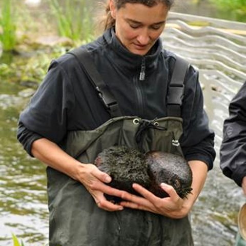 Ecology and Biodiversity | Externwebben