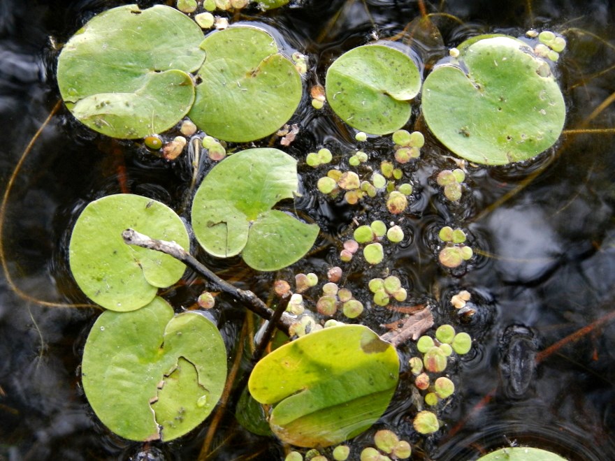 Water lily leaves. Photo.
