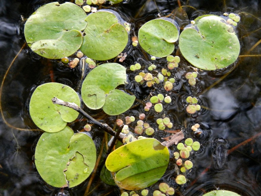 Näckrosblad. Foto.