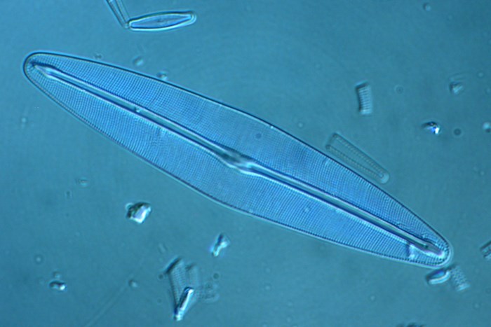 Mikroskopbild av kiselalg, foto.