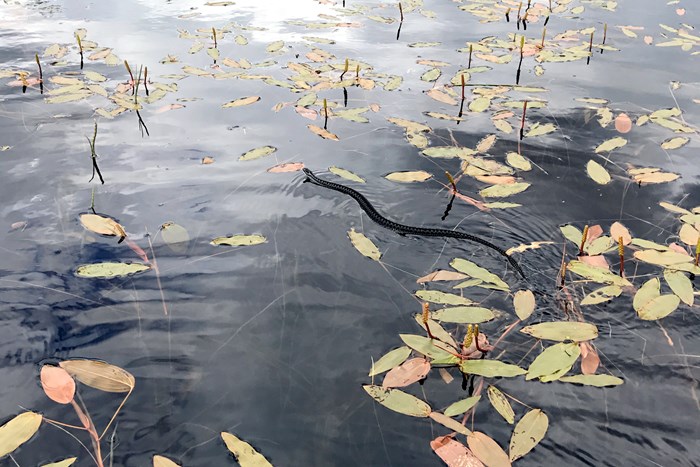 Bland på en vattenyta och en orm som simmar, foto.