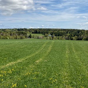 A green field with trees on the horizon and blue sky.