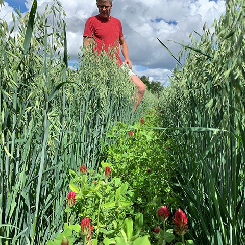 Havre odlas tillsammans med  blommande gröda.