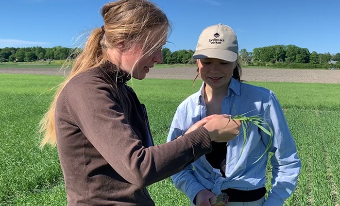 Two women study a wheat plant.