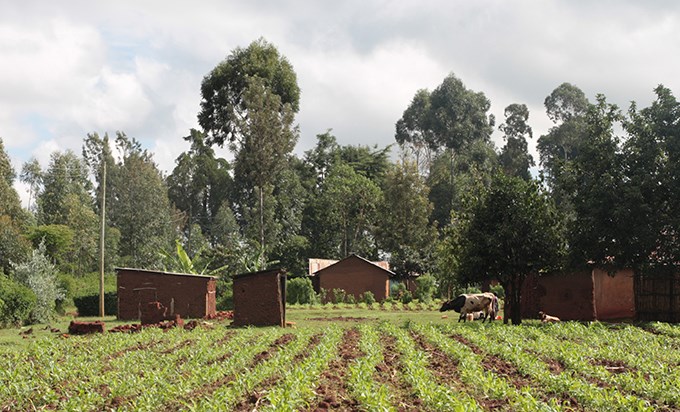 House, field and cattle.