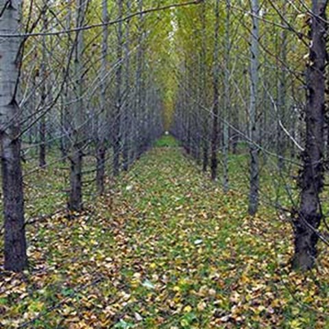  Tall deciduous trees in straight rows.