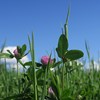 Close up photo of red clover and timothy.