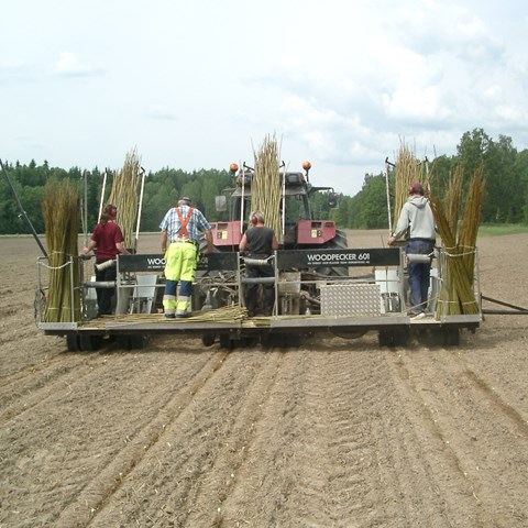 The machine is planting salix.