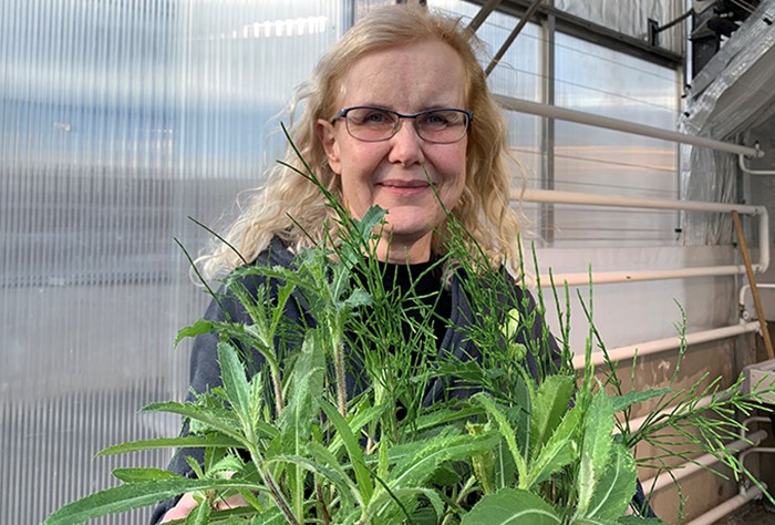 Woman holding weed plants.