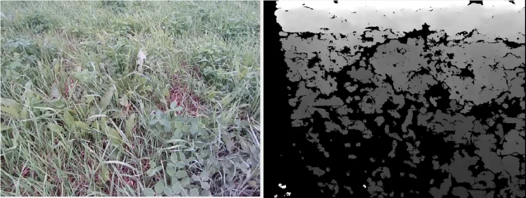 Two images of different plants growing on soil, one in colour and one in black and grey.