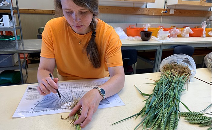 Woman study wheat roots.