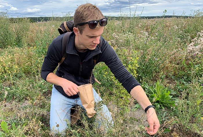 Man collects weed seeds on a field.