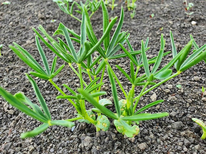 En blålupinplanta.